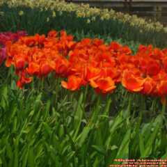 tulipany (62)
